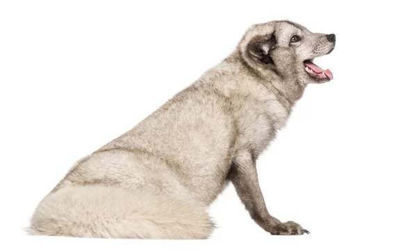 Poolvos, vulpes lagopus, ook bekend als de witte fox, polar f — Stockfoto