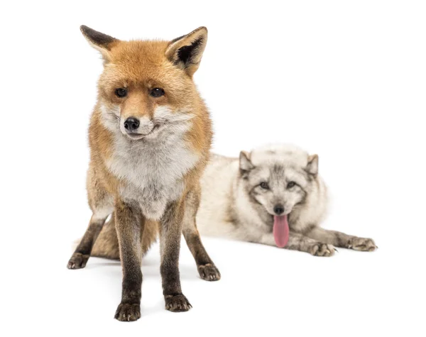 Red Fox, Vulpes vulpes, standing and Arctic Fox, Vulpes lagopus, — Stock Photo, Image