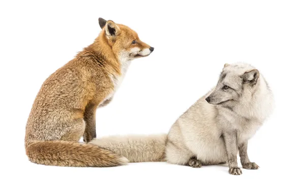 Red fox, vulpes vulpes och fjällräv, vulpes lagopus, sitter, — Stockfoto