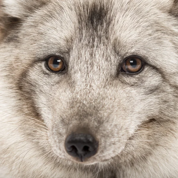 Close-up of a Arctic fox, Vulpes lagopus, also known as the whit