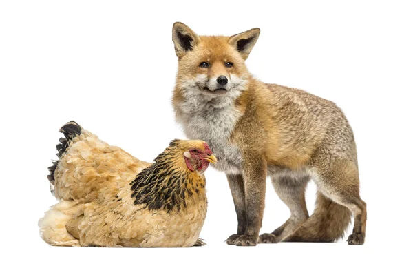 Raposa vermelha, Vulpes vulpes, ao lado de uma galinha, deitada, isolada — Fotografia de Stock