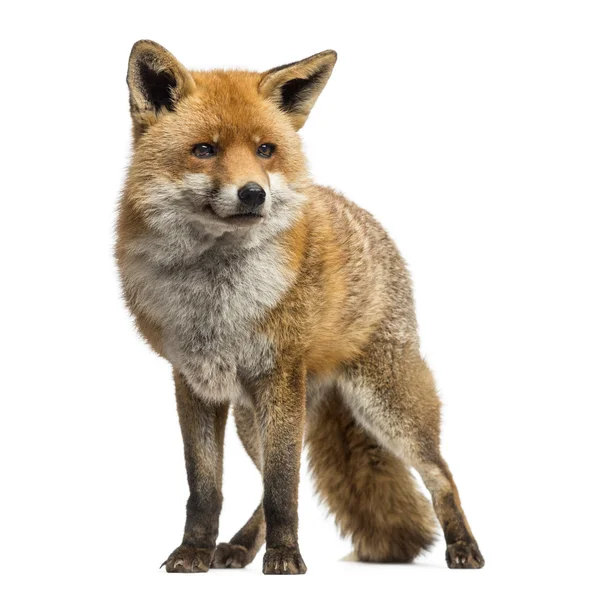 Raposa Vermelha, Vulpes vulpes, em pé, isolada sobre branco — Fotografia de Stock