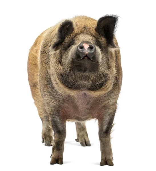 Domestic Pig standing and looking up, isolated on white — Stock Photo, Image