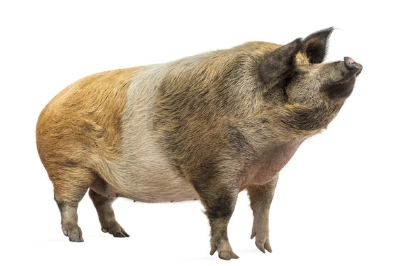 Porco doméstico em pé e olhando para cima, isolado em branco — Fotografia de Stock
