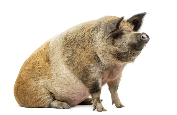 Domestic pig sitting and looking away, isolated on white — Stock Photo, Image