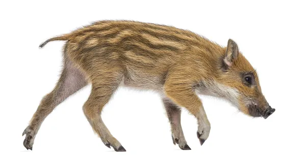 Wild zwijn, sus scrofa, ook bekend als wild varken, 2 maanden oud, wal — Stockfoto