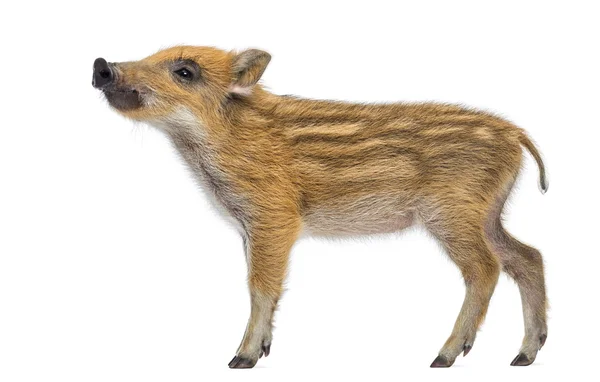 Wild boar, Sus scrofa, also known as wild pig, 2 months old, sta — Stock Photo, Image