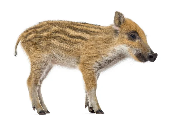 Wild boar, Sus scrofa, also known as wild pig, 2 months old, sta — Stock Photo, Image