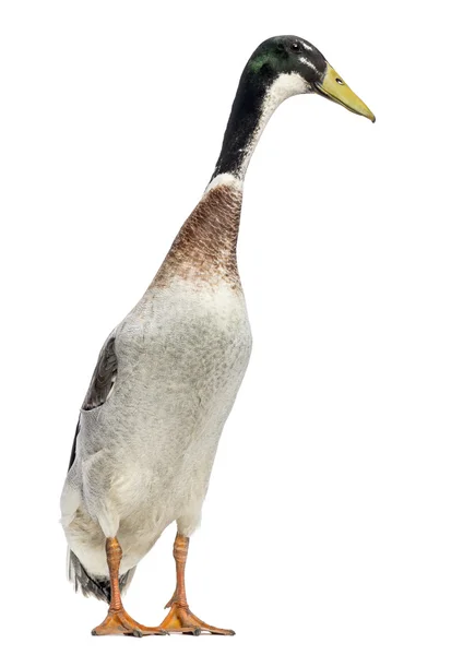 Masculino indiano Runner Duck, Anas platyrhynchos domesticus, de pé — Fotografia de Stock