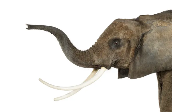 Close up of an African Elephant lifting its trunk, isolated on w Stock Picture