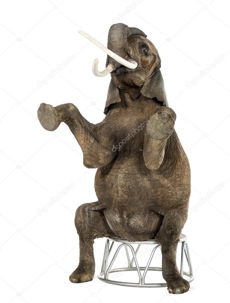 African elephant performing, seated on a stool, isolated on whit