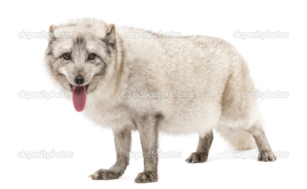 Arctic fox, Vulpes lagopus, also known as the white fox, polar f