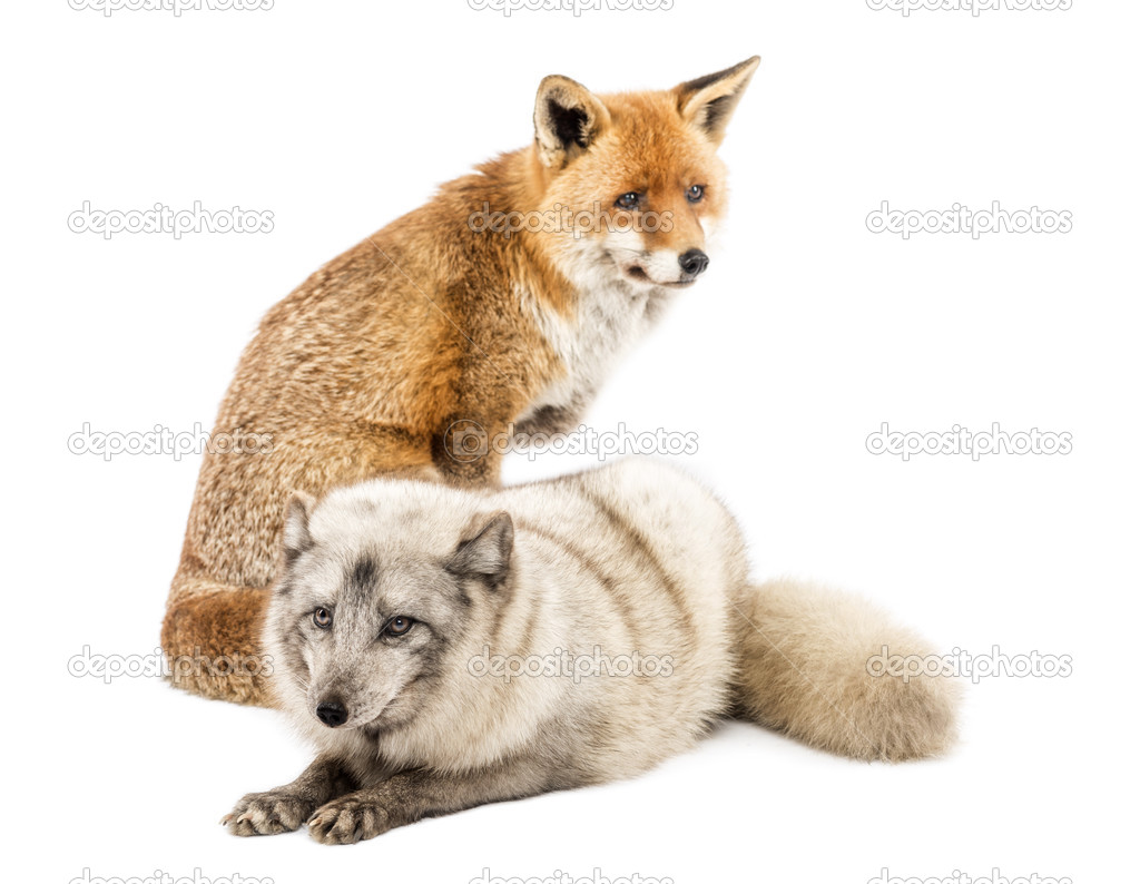 Red Fox, Vulpes vulpes, sitting and Arctic Fox, Vulpes lagopus,