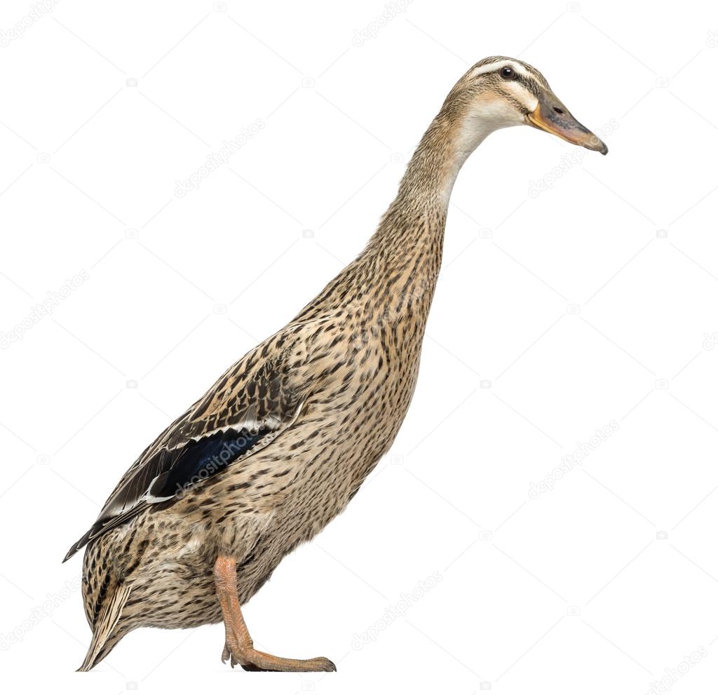 Canard Coureur Indien Images Libres De Droit Photos De Canard Coureur Indien Depositphotos Canard Coureur Indien Images Libres De Droit Photos De Canard Coureur Indien Depositphotos