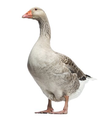 Domestic goose, Anser anser domesticus, isolated on white clipart
