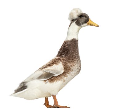 ayakta, erkek tepeli ördekler, lophonetta specularioides, izole
