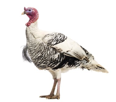 Türkiye, destek gallopavo, ayakta, üzerinde beyaz izole