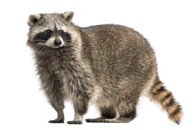 Racoon, Procyon Iotor, standing, isolated on white clipart
