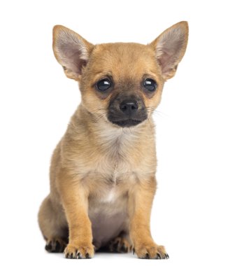 Chihuahua yavrusu oturan, 4 aylık beyaz izole