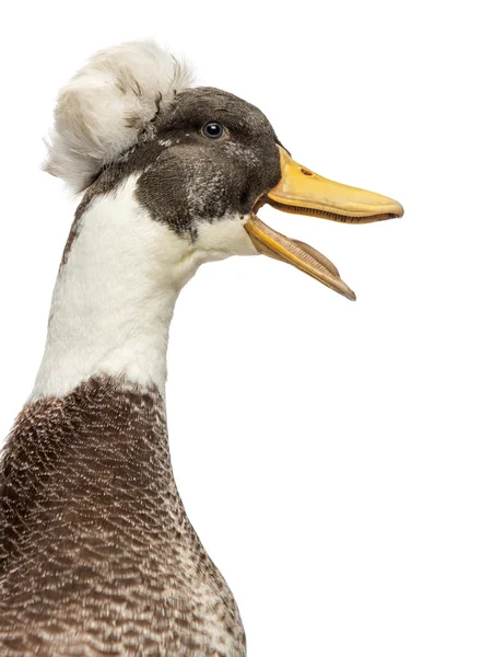 Close up of a Male Crested Ducks, lophonetta specularioides, qua — Stock Photo, Image