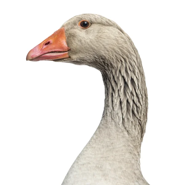 Close-up of a Domestic goose, Anser anser domesticus, isolated o — Stock Photo, Image