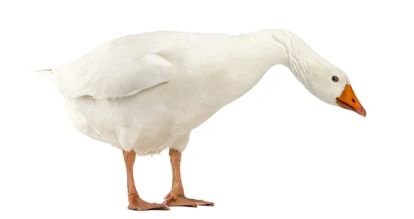 Domestic goose, Anser anser domesticus, standing and looking dow — Stock Photo, Image