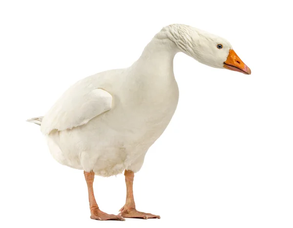 Domestic goose, Anser anser domesticus, standing and looking dow — Stock Photo, Image