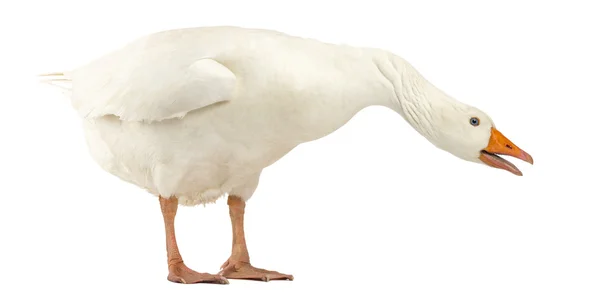 Domestic goose, Anser anser domesticus, standing and looking dow — Stock Photo, Image