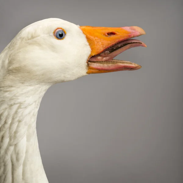 Gros plan d'une oie domestique, Anser anser domesticus, cueillant une — Photo