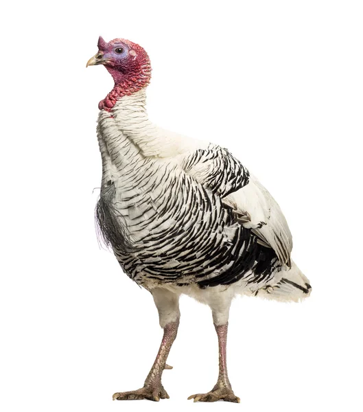 Turkey, Meleagris gallopavo, standing, isolated on white — Stock Photo, Image