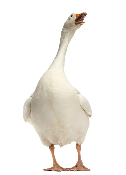 Domestic goose, Anser anser domesticus, standing and looking up, — Stock Photo, Image