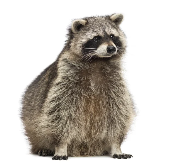 Racoon, Procyon Iotor, sitting, isolated on white — Stock Photo, Image