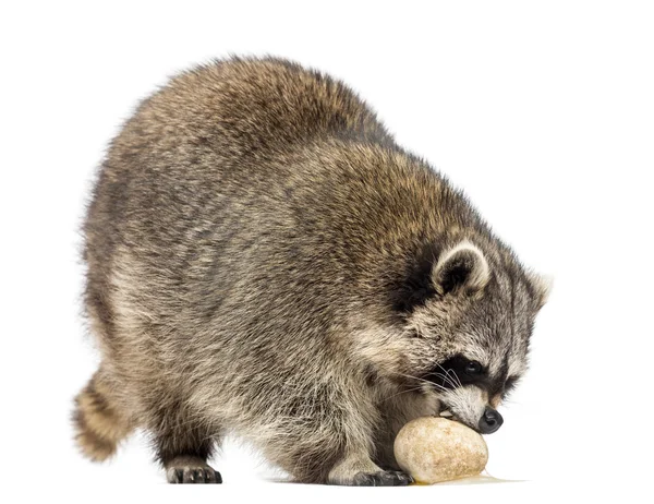Racoon, Procyon Iotor, standing, eating an egg, isolated on whi — Stock Photo, Image