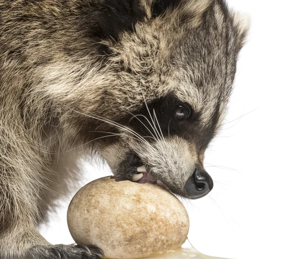 Primer plano de un mapache, Procyon Iotor, comiendo un huevo, aislado en — Foto de Stock
