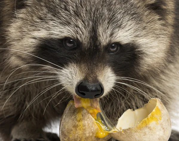 Primer plano de un mapache, Procyon Iotor, comiendo un huevo — Foto de Stock