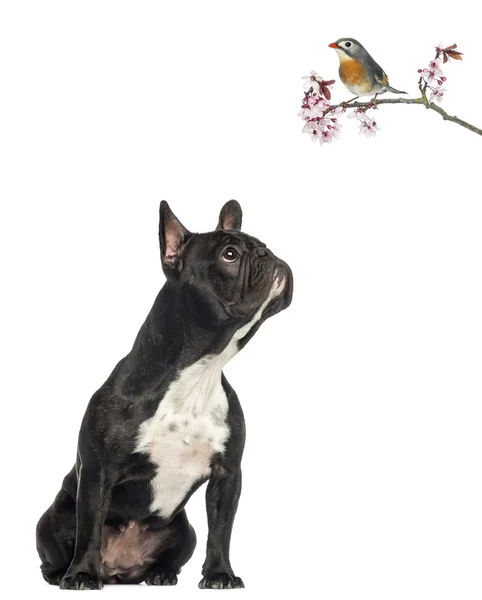 French Bulldog sitting, looking up a red-billed Leiothrix on a b — Stock Photo, Image