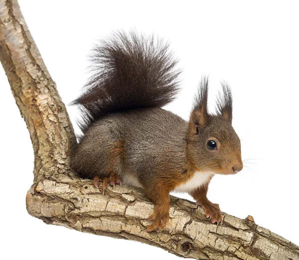 Ardilla roja o ardilla roja euroasiática, Sciurus vulgaris, standin —  Fotos de Stock