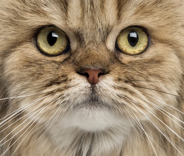 Close-up of a British Longhair — Stock Photo, Image