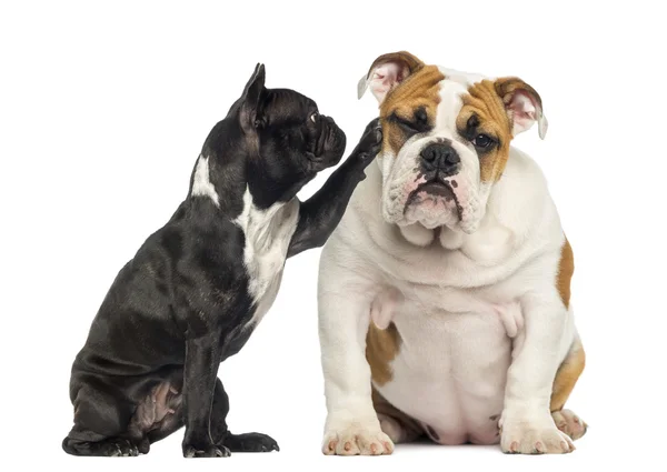 Franse bulldog bereiken op een vervelen Engels bulldog, geïsoleerd op — Stockfoto