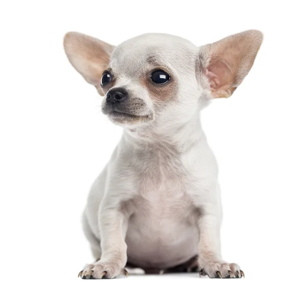 Chihuahua cachorro sentado, mirando hacia arriba, 4 meses, aislado en blanco —  Fotos de Stock