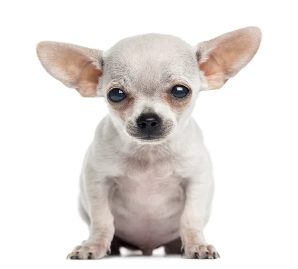 Chihuahua-Welpe sitzt, schaut in die Kamera, 4 Monate alt, ist — Stockfoto