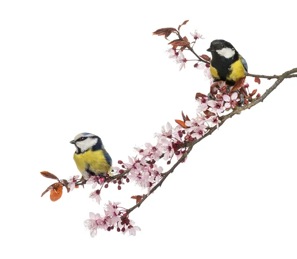 Great Tit and Blue Tit perched on a blossoming branch, isolated — Stock Photo, Image