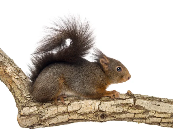 Esquilo vermelho ou esquilo vermelho eurasiano, Sciurus vulgaris, em pé — Fotografia de Stock