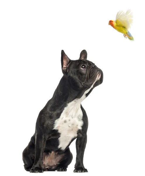 French Bulldog sitting, looking up at a flying lovebird, isolate — Stock Photo, Image