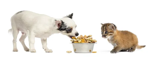 Chihuahua puppy eating from a bowl and Asian golden cat, isolate — Stock Photo, Image