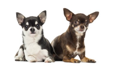 Chihuahuas lying along each other, isolated on white clipart