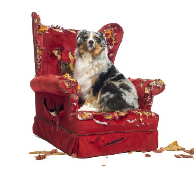 Australian Shepherd sitting on a detroyed armchair, isolated on