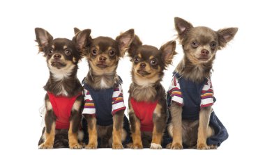 Group of dressed up Chihuahuas puppies sitting, isolated on whit clipart