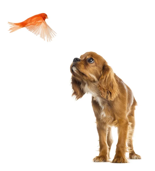 Cavalier King Charles Spaniel puppy looking up at a flying Canar — Stock Photo, Image