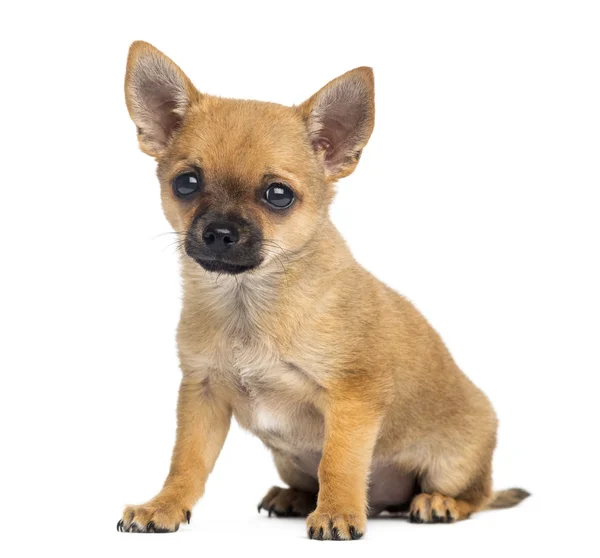 Chihuahua chiot assis, 4 mois, isolé sur blanc — Photo